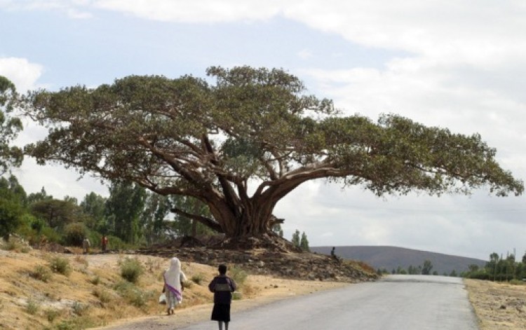 Post-Surgery Codeine Puts Your Adopted Ethiopian Child at Risk